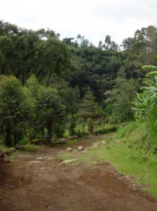 On the trail above Machame